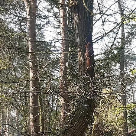 Knus Huisje In Het Bos - Cosy In The Woods Vakantiehuis Overloon